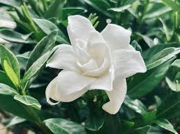Image result for Gardenia