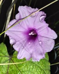 Image result for Ipomoea wightii