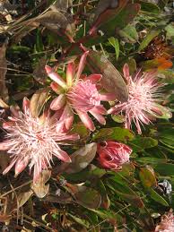 Image result for Protea enervis
