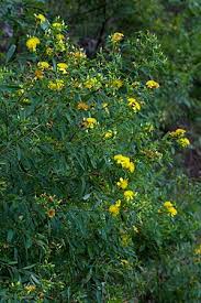Image result for Hypericum scioanum