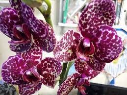 moj pervyj dikij kot otlichnyj novogodnij podarochek youtube plants