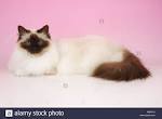 3 Ways to Identify Birman Cats - wikiHow