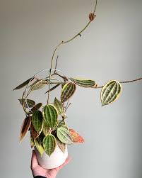 Image result for Carvalhoa macrophylla