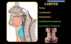 A faringe é um órgão que faz parte tanto do sistema respiratório quanto do sistema digestório. Faringe Y Laringe Faringe Laringe Anatomia