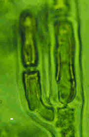 Image result for Microchloa altera