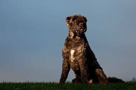 Personalidad y temperamento del bouvier des flandres. Meet The Bouvier Des Flandres