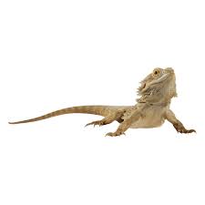 How big of a tank do you need for 2 bearded dragons? Bearded Dragon For Sale Live Pet Reptiles Petsmart