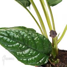 It is a slow growing species. Araflora Exotic Flora More Dorstenia Brasiliensis