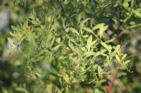 Image result for Osyris