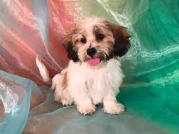 Teddy bear puppies for sale near dubuque iowa. Teddy Bear Breeders In Iowa Over 25 Years
