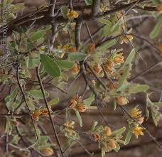 Image result for Grewia flava