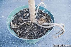 The cultivar `compacta', which is widely propagated from tissue culture, has large closely spaced leaves with short petioles. How To Repot Rubber Plants Ficus Elastica Plus The Soil Mix To Use