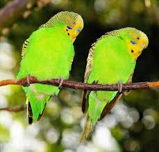 ペレットは 野菜は おやつは インコの餌 食事について知っておきたいコト Petpedia