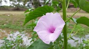 Image result for Ipomoea violacea