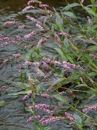 Image result for Persicaria decipiens