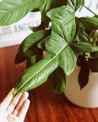 Philodendron Bipennifolium Plant Leaves Plants Philodendron