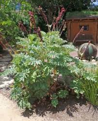 Image result for Melianthus major