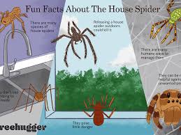 In 2013, they were moved to the new genus er. 8 Facts About The Misunderstood House Spider