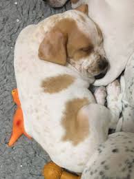 Information on the english pointer breed including english pointer photos, training, height, weight, puppy care due to lack of time and the fact that i have held back a few pups from some of my litters, i have decided to sell some of my. English Pointer Puppy Battle East Sussex Pets4homes