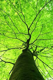 The nature conservancy's scientists are solving some of conservation's biggest challenges: Forest Life By Stefan Beautiful Tree Nature Photography Beautiful Nature