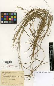 Image result for Poecilostachys