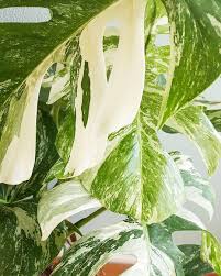 Pin On Monstera Variegata Albo