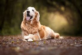 And advise you on the 10 best small dogs for families with kids. What Kind Of Dog Should We Get The Best Dogs For Kids Familyeducation