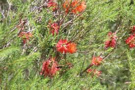 Image result for Melaleuca lateritia