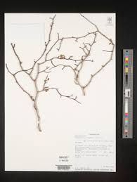 Image result for Commiphora pteleifolia