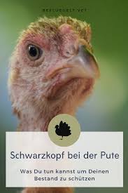 Pin Auf Huhner Gesundheit Krankheiten