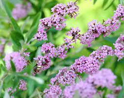Schmalblattriger Sommerflieder Hangesommerflieder Pflanzen Sommerflieder Flieder