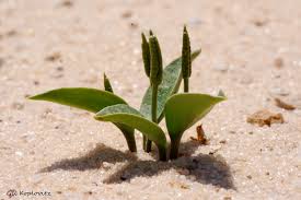 Image result for Ophioglossum polyphyllum