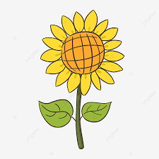 Matahari kuning meledak angsuran, sinar matahari, sinar matahari gratis, simetri, warna. Gambar Bunga Matahari Kuning Kuning Bunga Bunga Bunga Matahari Png Transparan Clipart Dan File Psd Untuk Unduh Gratis