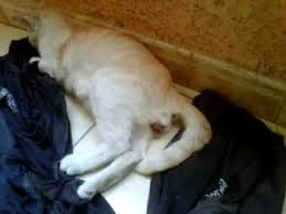 Your veterinary questions answered online in minutes. My Cat Gave Birth For The First Time Youtube