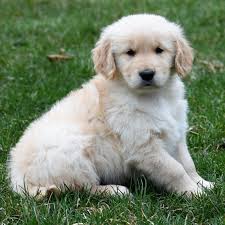 Royal golden retriever puppies was founded in spring of 2001. Golden Retriever Puppy For Sale Home Land Puppies