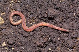 Start with the basic topic first. Red Wiggler Vs Earthworm Which Worm Is Best For Composting