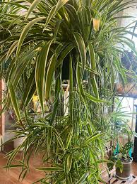 Image result for Chlorophytum comosum