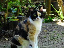 Some calico cat coloring may be available for free. Calico Cat Wikipedia