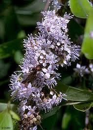 Image result for Memecylon