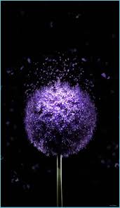 7x7 Violet Flower 7k Amoled Wallpaper Purple Flowers Amoled 4k Wallpaper Neat