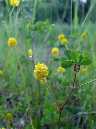 Image result for Trifolium campestre