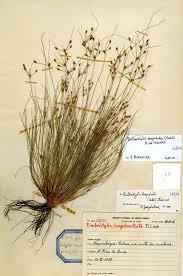 Image result for Bulbostylis hispidula