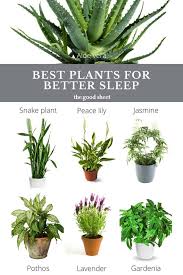 Best Indoor Plants To Help You Sleep Plants Best Indoor Plants Cool Plants