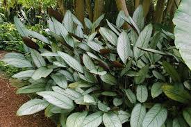 Image result for Ktenante Ctenanthe