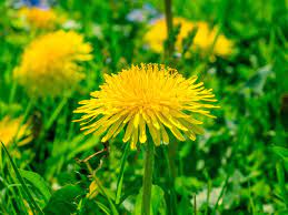 Der löwenzahn, der vielen auch als butterblume oder kuhblume ein begriff sein dürfte, zählt wohl mit zu den bekanntesten und häufigsten wildkräutern. Warum Hat Lowenzahn So Lustige Namen