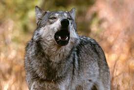 The Language Of Wolves Living With Wolves Wolf Dog Wolf Pictures Wolf