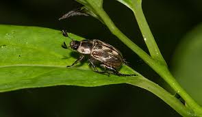 Image result for Berlinia orientalis