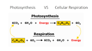 Cellular respiration involves all of the following except. Photosynthesis Vs Cellular Respiration
