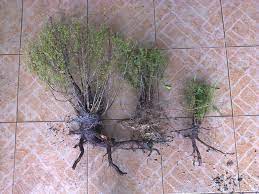 Cucur atap adalah sejenis pokok kecil yang boleh mencapai ketinggian sehingga 6 m. Akhirnya Jumpa Juga Pokok Cucur Atap