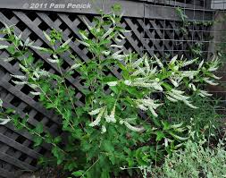 Maybe you would like to learn more about one of these? Plant This Sweet Almond Verbena Digging